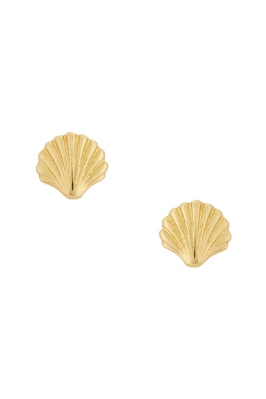 Scallop Shell Earrings