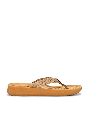 Malibu Sandals Surfrider Flip Flop in Brown